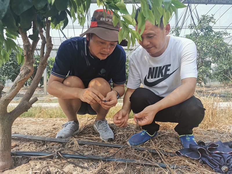 扶貧結(jié)對子 柑橘滿園紅 &mdash;&mdash;浙農(nóng)控股集團精準幫扶龍游縣柑橘產(chǎn)業(yè)發(fā)展紀實