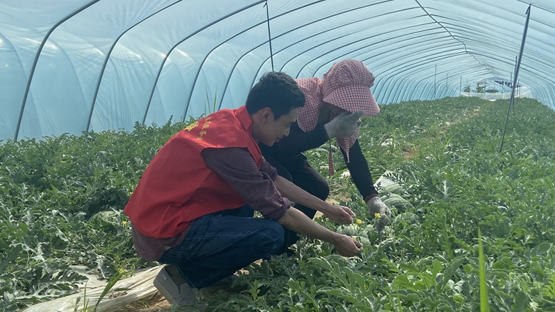 愛普黨員農(nóng)技服務(wù)隊(duì)：用心用情做好農(nóng)業(yè)科技&ldquo;傳播員&rdquo;